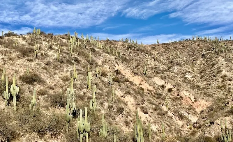 Salta-Argentina-Parque-Nacional-Los-Cardones