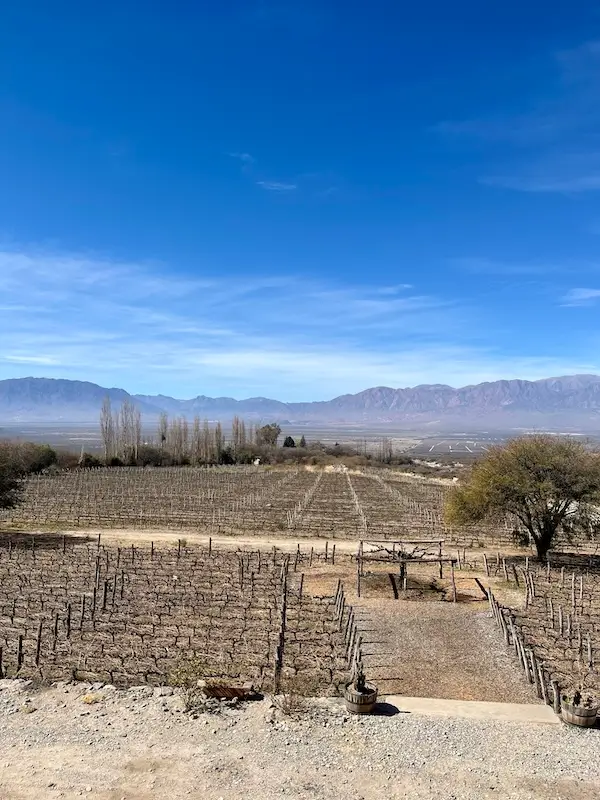 Cafayate-viñedos-Norte-Argentina